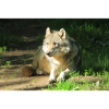 Einsamer Wolf - Ölgemälde