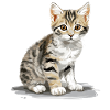 Cat Cats American Wirehair