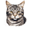 Cat Cats American Wirehair