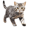 Chat Chats American Wirehair