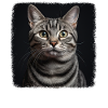 Chat Chats American Shorthair