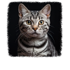 Chat Chats American Shorthair