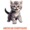 Cat Cats American Shorthair