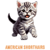 Chat Chats American Shorthair