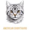Cat Cats American Shorthair