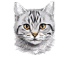 Cat Cats American Shorthair