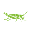 Insecte humour Sauterelle