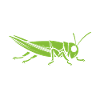 Insecte humour Sauterelle