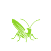 Insecte humour Sauterelle