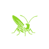 Insecte humour Sauterelle