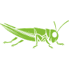 Grasshopper