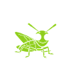 Insecte humour Sauterelle