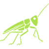 Grasshopper