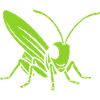 Grasshopper