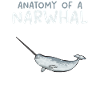 Narwal Einhornwal