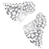 Butterfly Wing Butterfly Butterfly