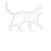 Chat de Schrödinger