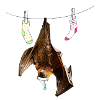 bat