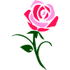 rose