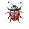 Ladybug Cute Insect Kids