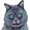 Cross-eyed cat,cat, squint, green eyes