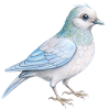 bird hand drawn