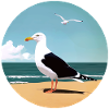 Seagull
