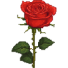 Pixelated Rose