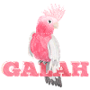 Cute pink Galah