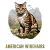 Cat Cats American Wirehair
