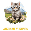 Cat Cats American Wirehair