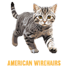 Chat Chats American Wirehair