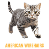 Chat Chats American Wirehair