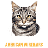 Chat Chats American Wirehair