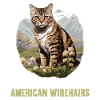 Cat Cats American Wirehair