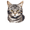 Cat Cats American Wirehair