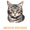 Cat Cats American Wirehair