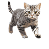 Cat Cats American Wirehair