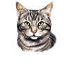 Cat Cats American Wirehair