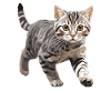 Cat Cats American Wirehair