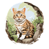 Cat Cats American Wirehair