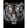 Wild Tiger 4