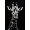 Wild Giraffe 4