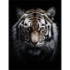 Wild Tiger 2