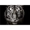 Wild Tiger