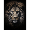 Wild Lion 3