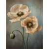 Coquelicots 33