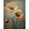 Poppies 34