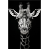 Wild Giraffe 2