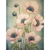 Poppies 40